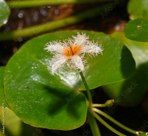 Blossom of Humboldts water fringe (Nymphoides humboldtiana) in a pond. Botanical Garden, KIT, Karlsruhe, Germany, Europe photo