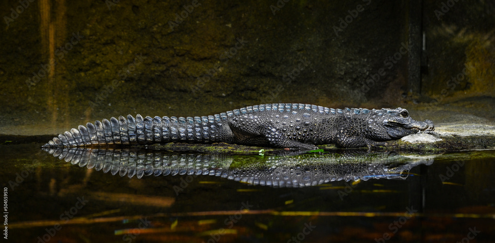Dwarf-Crocodile-(Osteolaemus-letraspis)
