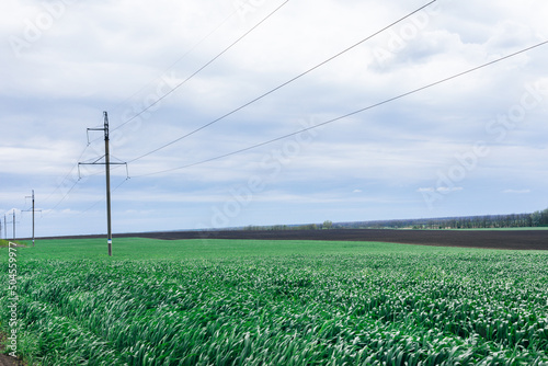 Soybean fields with fresh green leaves in the spring with a blue background in Thailand. Pole high-voltage power lines that cross the farm crops, High voltage power poles and bean fields.