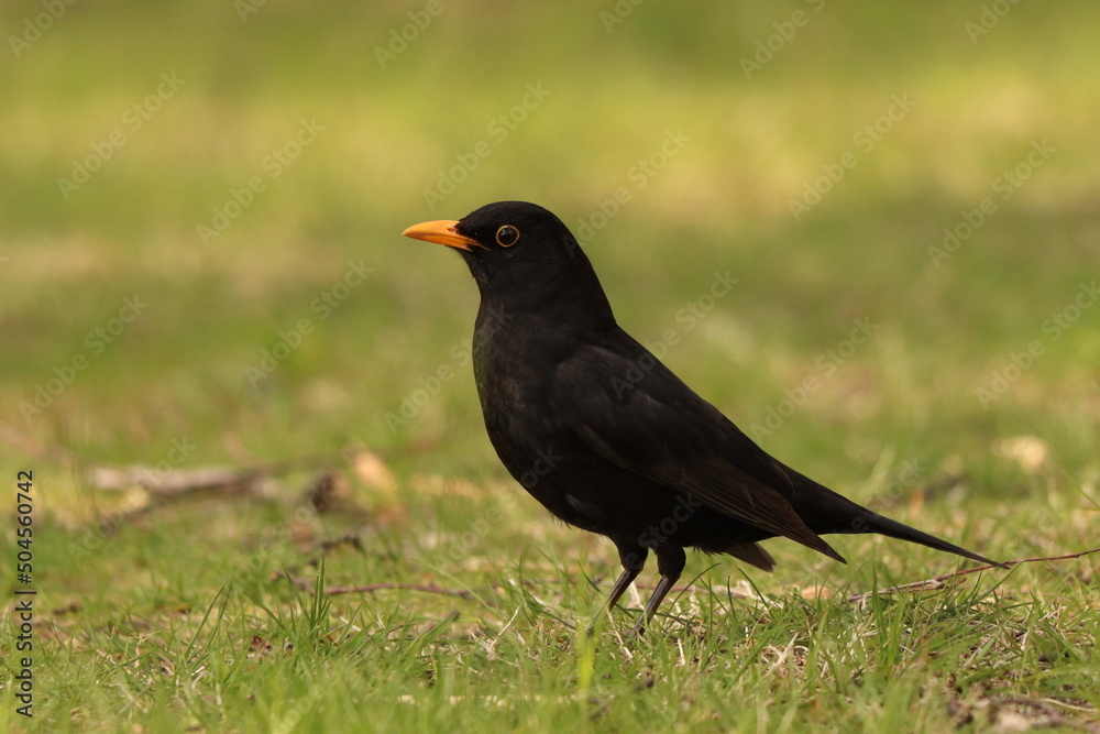 Turdus merula, portrait of a black bird on a green lawn Turdus merula, portrait of a black bird on a green lawn