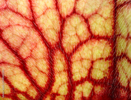 Extreme close up of carnivorous plant pitcher photo
