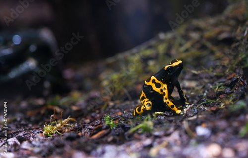 Yellow-banded poison dart frog or yellow-headed poison dart frog (Dendrobates leucomelas). Tropical frog living in South America