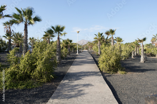 Fototapeta Naklejka Na Ścianę i Meble -  Volcanic garden with a pathway surrounded by cactus, palm trees with black soil in Lanzarote, Canary Islands in Spain