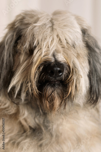 close up  catalan sheepdog portrait photo