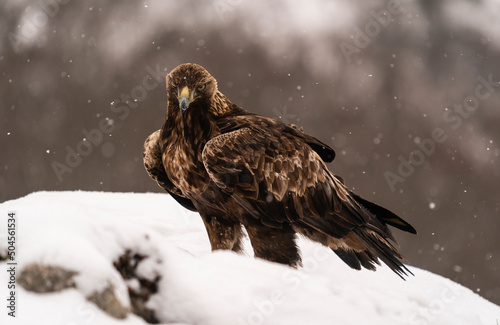 Golden Eagle Looks At the Camera In A Threatening Way