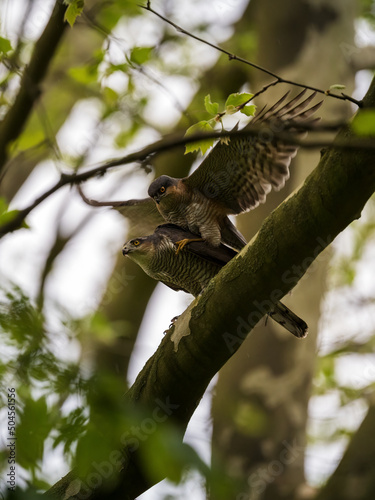 Sperber (Accipiter nisus) bei der Paarung auf einem Baum