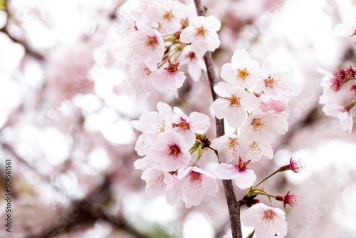 sakura flowers blooming in the srping