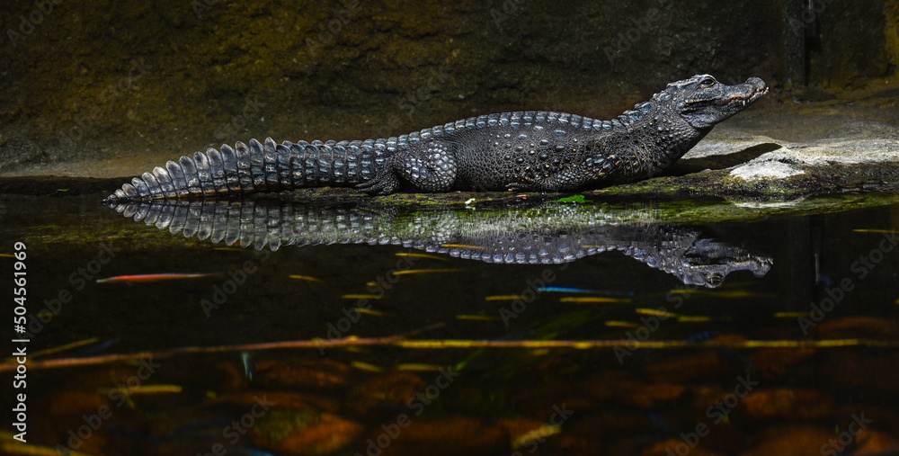 Dwarf-Crocodile-(Osteolaemus-letraspis) Dwarf-Crocodile-(Osteolaemus-letraspis)