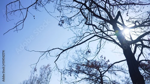 Dead black branches of burnt out trees after dangerous wildfire happened in summer forest. Silhouettes of trees isolated on clear sunny blue sky background with sun shine and sunflares effects. Turkey photo