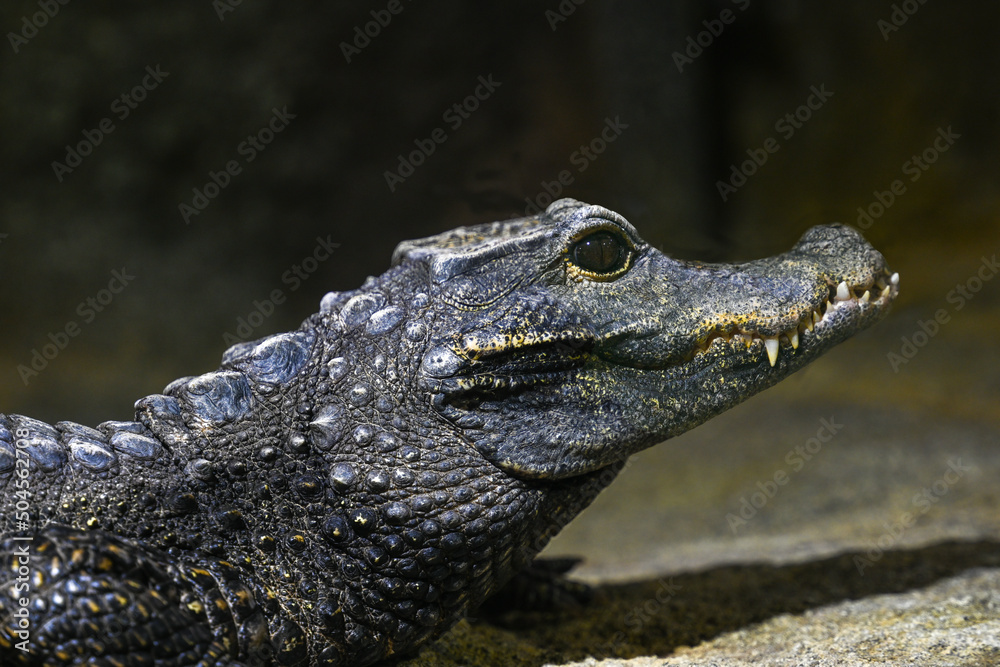 Fototapeta premium Dwarf-Crocodile-(Osteolaemus-letraspis)
