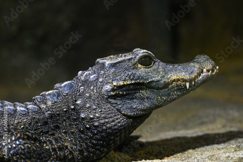 Dwarf-Crocodile-(Osteolaemus-letraspis) photo