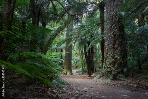 The giant trees in Redwoods of Whakarewarewa State Forest. Rotorua.