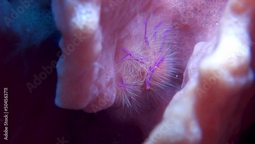 
Hairy Squat Lobster (Lauriea siagiani) - Close Up - Philippines photo
