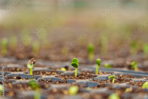 Watermelon seedlings growing photo