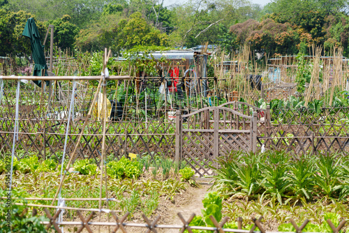 Various vegetables and plant are grown  photo