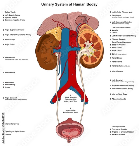 Urinary system of human body infographic diagram parts structure kidney bladder ureter renal vein artery pelvis hilum urethra details for physiology science education vector drawing tract illustration photo