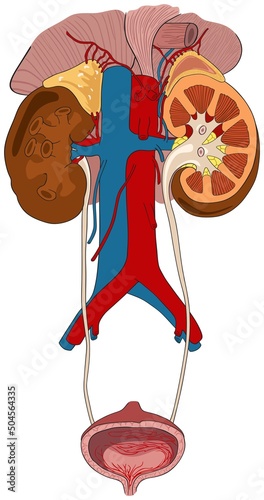 Urinary system of human body infographic diagram parts structure kidney bladder ureter renal vein artery pelvis hilum urethra details for physiology science education vector drawing tract illustration