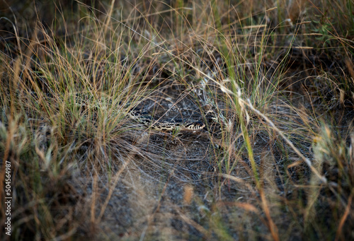 A snakes slithers through the grass. photo