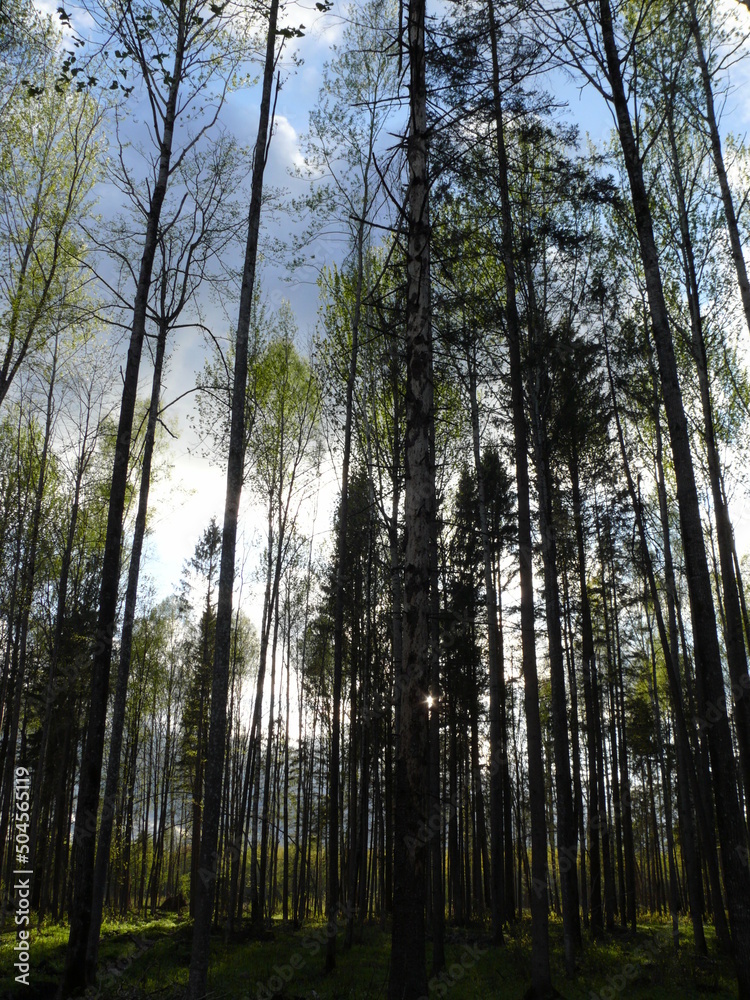 Fototapeta premium trees in the forest