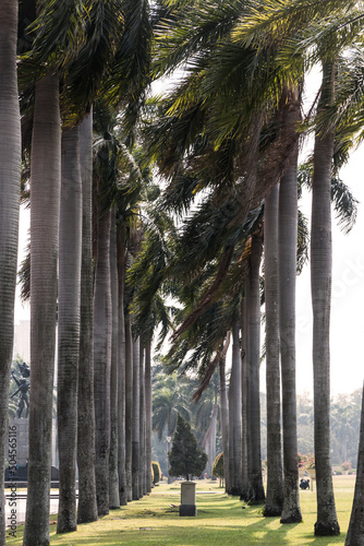 the trees inside Monas complex