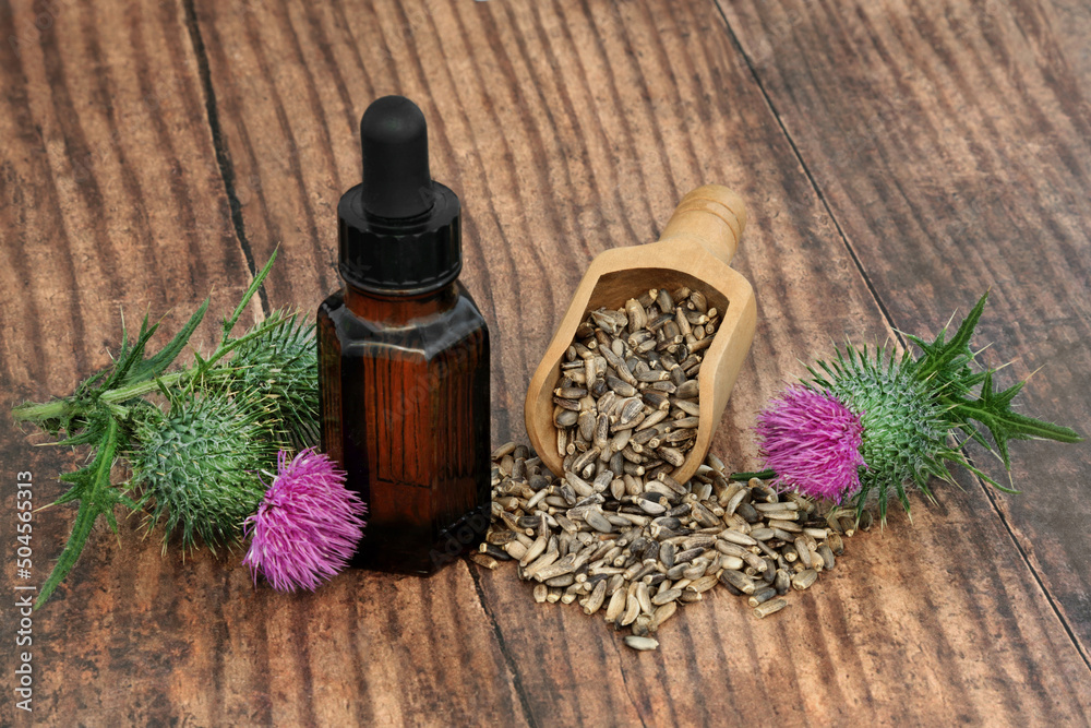 Milk thistle herb oil with seeds, flowers. Herbal plant medicine to
