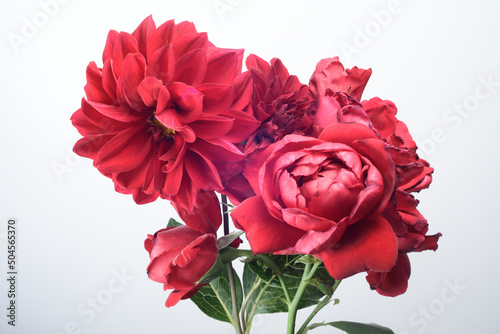 red flowers on a white background, roses and dahlias.