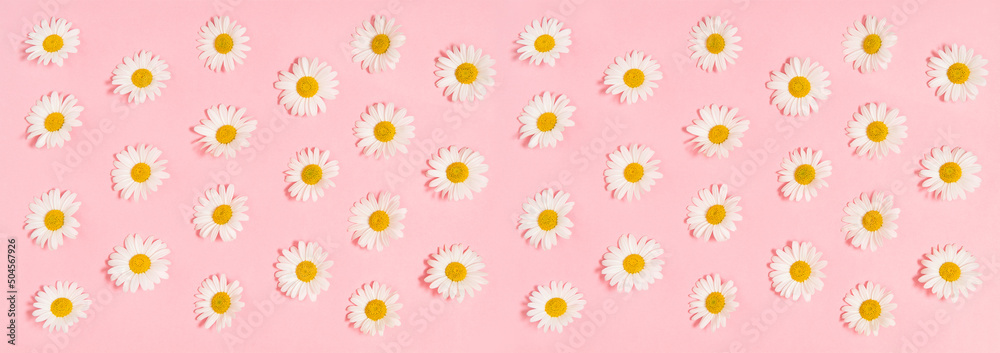 Daisy flowers pink background. Floral banner Stock Photo | Adobe Stock