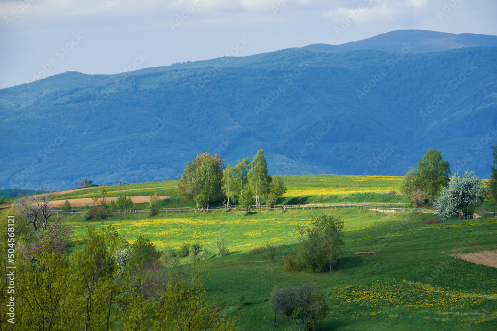 Spring landscape in the Ukrainian Carpathians. Pastures are fenced with a wooden fence made of tree trunks. Yellow Leontodon flowers cover the fields.