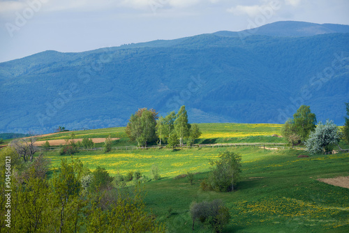 Spring landscape in the Ukrainian Carpathians. Pastures are fenced with a wooden fence made of tree trunks. Yellow Leontodon flowers cover the fields.