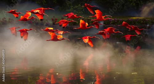 group of red ibis flying