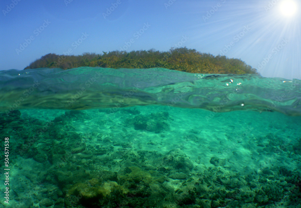marine life and corals in the caribbean sea, Venezuela marine life and corals in the caribbean sea, Venezuela