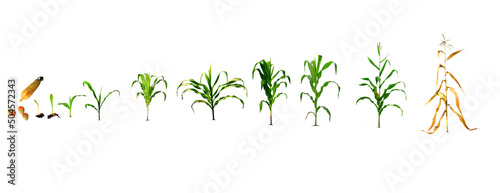 A realistic illustration of the sweet corn planting process in the design until the first planting stage. corn planting process Corn planting from seed to flower throughout the harvest isolated 