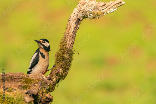 Cute Male Great Spotted Woodpecher In His Habitat   photo