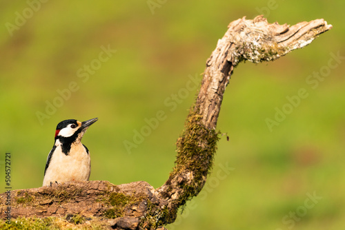 Male Great Spotted Woodpecher In His Natural Habitat   photo