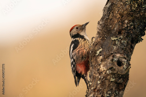 Middle Spotted Woodpecker Perched On A Branch  