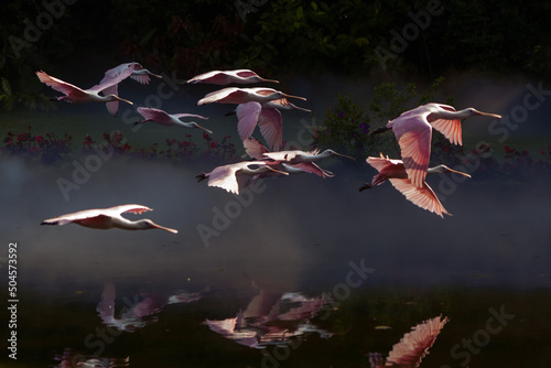 pink spoonbill flying in sky photo