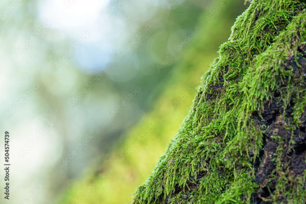 detail of the green moss detail of the green moss