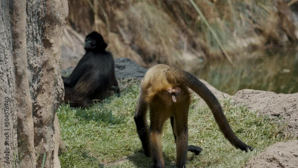Black-handed Spider Monkey - Ateles Geoffroyi Searching For Their Food. - close up