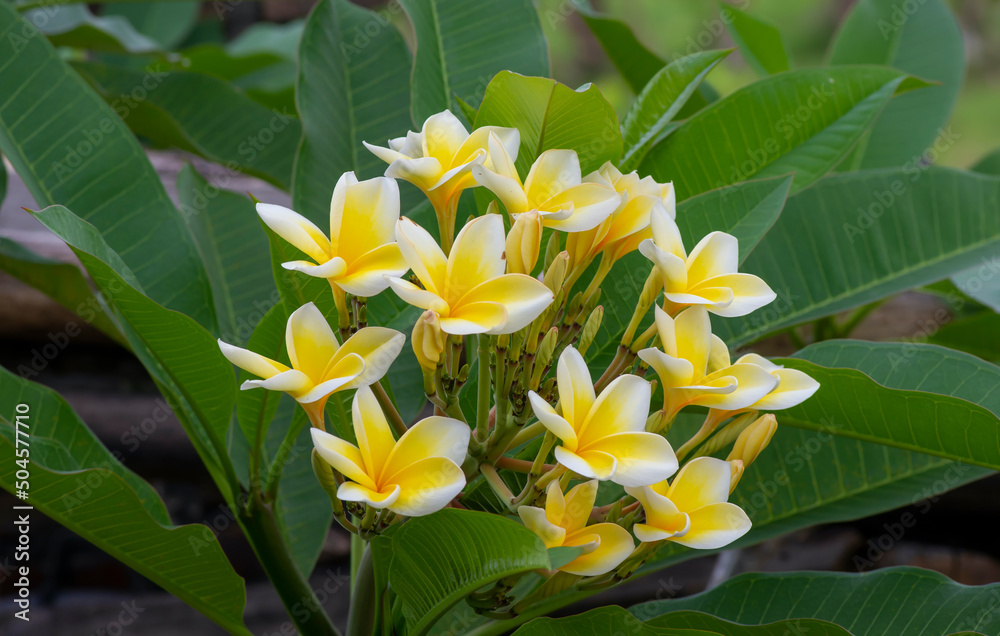 Kamboja flower (Plumeria), a genus of flowering plants in the family Apocynaceae, also known as Lei flowers and Frangipani Kamboja flower (Plumeria), a genus of flowering plants in the family Apocynaceae, also known as Lei flowers and Frangipani