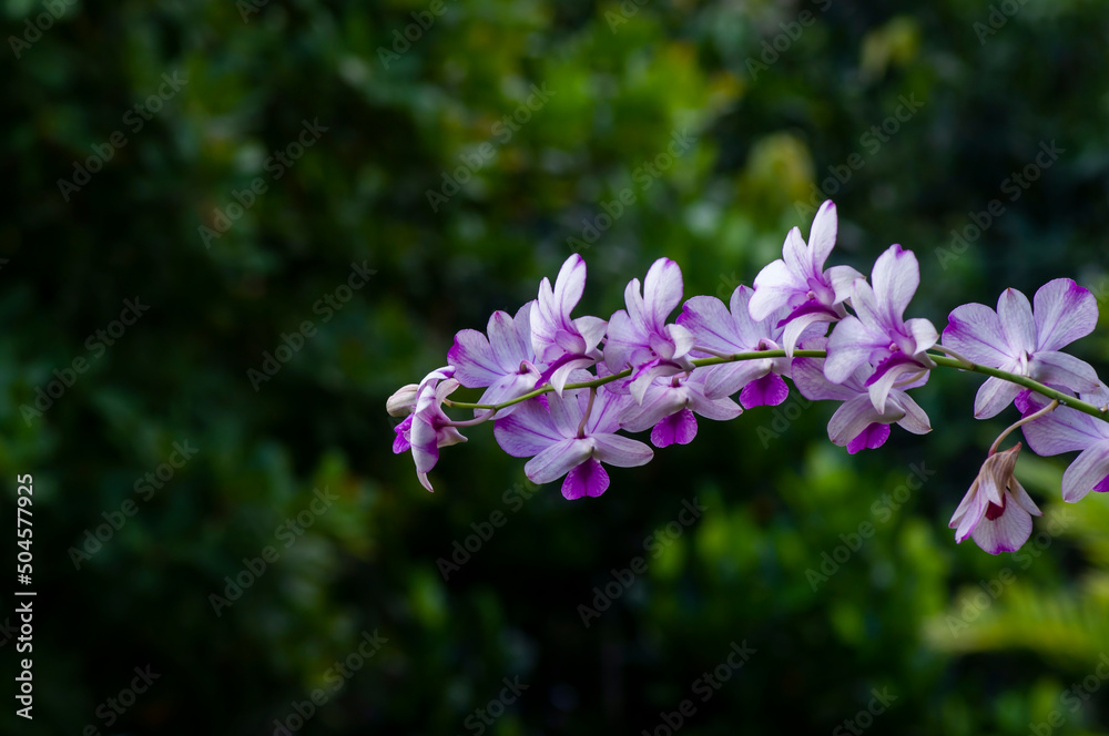 Dendrobium enobi orchid, in shallow focus