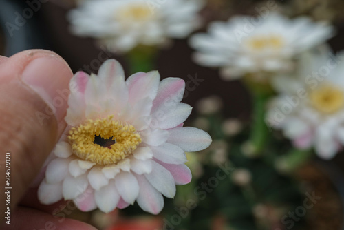 Cactus Gymnocalycium Lb2178​ beautiful green various species Beautiful nature In pots cactus flower photo