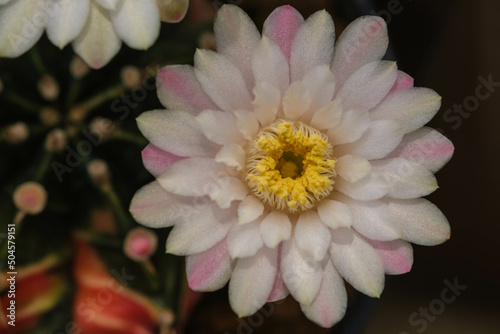 Cactus Gymnocalycium Lb2178​ beautiful green various species Beautiful nature In pots cactus flower photo