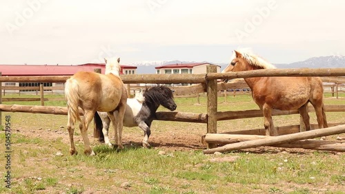 Horses play (2 Haflinger and 1 pony).
The Haflinger tries to scratch the back of the pony, but the other doesn't want to.
A horse wants to join the herd.
Equestrian in spring.
Animals graze the grass