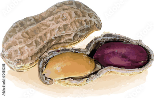 Abstract of the peanut on white background. (Scientific name Solanum trilobatum)