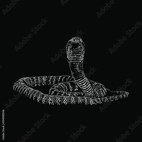 zebra spitting cobra snake hand drawing vector illustration isolated on black background