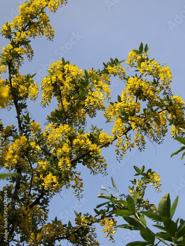 Flowering branch of anagyrolifolia boletus against the sky