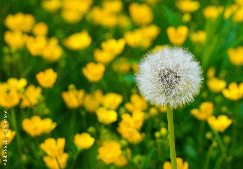 dandelions in the grass dandelions in the grass