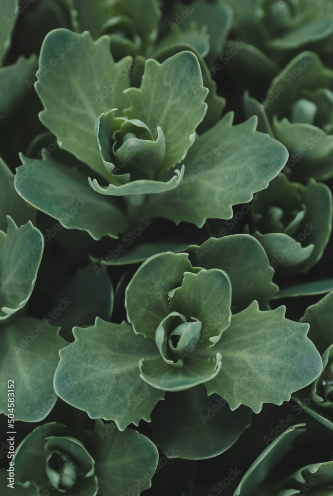 The background image is green. Natural, eco-friendly natural background. The texture of green leaves. A copy of the space for the text. The background image is green. Natural, eco-friendly natural background. The texture of green leaves. A copy of the space for the text.