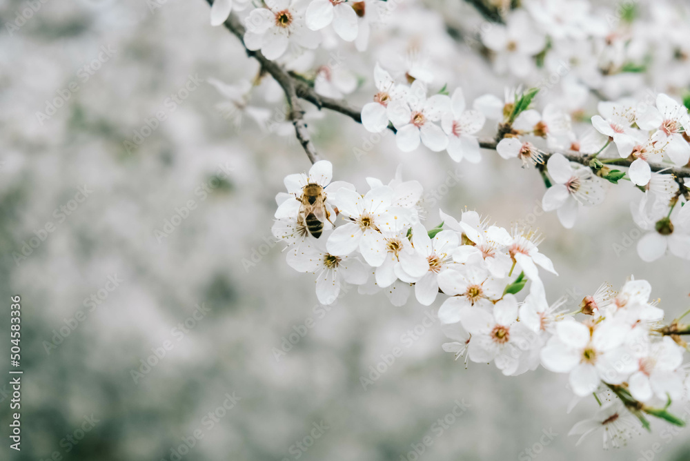 Flowering trees with white flowers in garden Flowering trees with white flowers in garden