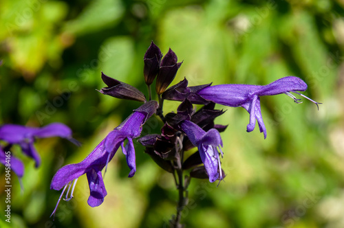 Sydney Australia, purple flower stem of a salvia guaranitica photo